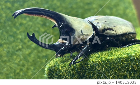 グラントシロカブトの迫力ある角を捉えたマクロ写真1 140515035