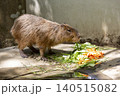 餌を食べるカピバラ 140515082