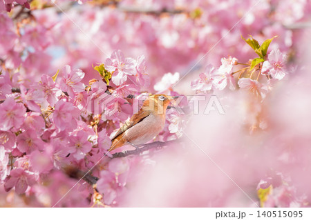 河津桜に包まれたメジロの春景色 河津桜に包まれたメジロの春景色 140515095