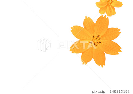 Cosmos Flower Isolated with Clipping Path on White Background Cosmos Flower Isolated with Clipping Path on White Background 140515192