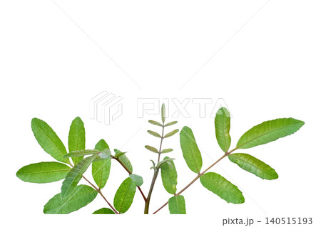 Young Brazilian Pepper-tree Shoot Isolated with Clipping Path on White Background Young Brazilian Pepper-tree Shoot Isolated with Clipping Path on White Background 140515193
