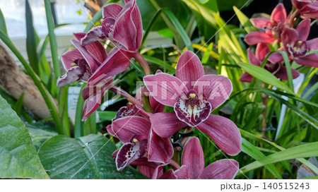 Vibrant purple-pink Cymbidium orchid flowers blooming in a natural garden environment. Vibrant purple-pink Cymbidium orchid flowers blooming in a natural garden environment. 140515243