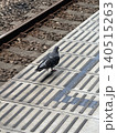 鉄道の線路の脇を歩く1羽のドバトの後ろ姿 140515263