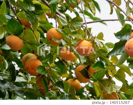 Ripening persimmon tree fruit Ripening persimmon tree fruit 140515267