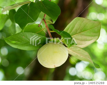 Ripening persimmon tree fruit Ripening persimmon tree fruit 140515269