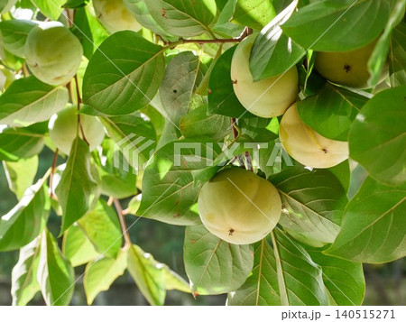 Ripening persimmon tree fruit Ripening persimmon tree fruit 140515271
