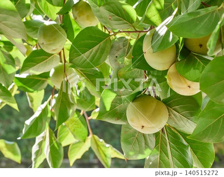 Ripening persimmon tree fruit Ripening persimmon tree fruit 140515272