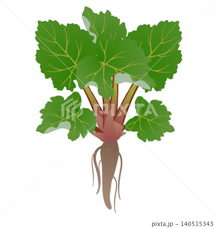 Rhubarb bush with roots isolated on white background. Rhubarb bush with roots isolated on white background. 140515343