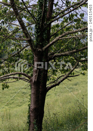 Old tree trunk with green ivy and leaves 140515403