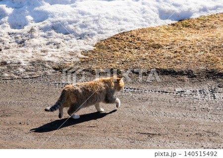 Ginger cat walking on road near patch of melting snow. Domestic pet exploring countryside trail in early spring. Nature scene with feline animal and transition from winter to season. Ginger cat walking on road near patch of melting snow. Domestic pet exploring countryside trail in early spring. Nature scene with feline animal and transition from winter to season. 140515492