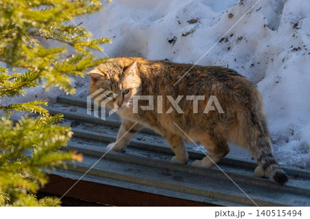Tabby cat walking on a metal roof in winter. Feline exploring outdoors near pine tree and snow. Domestic animal in cold environment, nature and wildlife photography. Tabby cat walking on a metal roof in winter. Feline exploring outdoors near pine tree and snow. Domestic animal in cold environment, nature and wildlife photography. 140515494