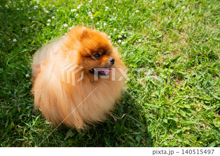 A vibrant Pomeranian spitz dog sits on the grass under the warm sun, its fluffy orange coat shining, while enjoying the beautiful park atmosphere filled with greenery. 140515497