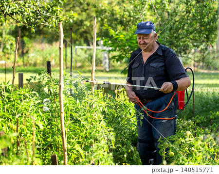 An elderly man at his dacha treats tomatoes against parasites and to stimulate growth in the summer, background. Copy space for text, industry An elderly man at his dacha treats tomatoes against parasites and to stimulate growth in the summer, background. Copy space for text, industry 140515771