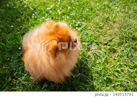 small Pomeranian spitz dog with its vibrant orange fur, relaxes on lush green grass, basking in the sunshine on a warm day while enjoying the fresh air. dog walking 140515791