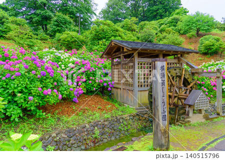 梅雨の小雨に濡れる横須賀しょうぶ園 水車小屋と周囲を彩るカラフルなあじさい無人風景 140515796