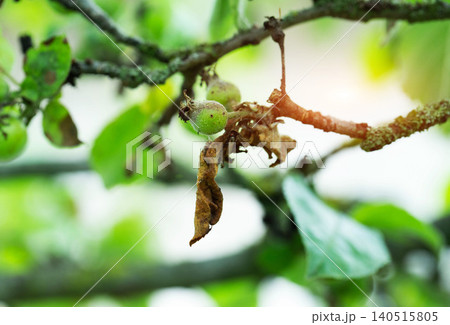 Close up view of diseased small green fruit on branch of plant affected by fungal infection or pest damage, indicative of plant pathology issue 140515805