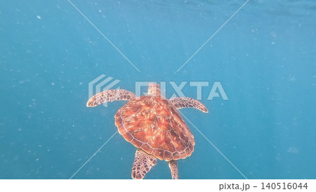 Sea Turtle Gliding Over Coral Reef in Crystal-Clear Waters Sea Turtle Gliding Over Coral Reef in Crystal-Clear Waters 140516044