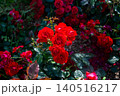 斜陽に映える赤い薔薇 140516217