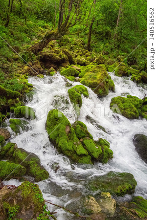 A bubbling mountain stream surrounded by dense vegetation A bubbling mountain stream surrounded by dense vegetation 140516562