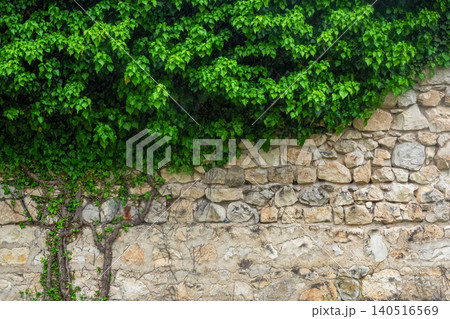 Lush green ivy climbs a weathered stone wall Lush green ivy climbs a weathered stone wall 140516569