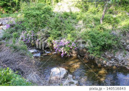 Beautiful Summer Valley Stream in a Lush Korean Forest Beautiful Summer Valley Stream in a Lush Korean Forest 140516843