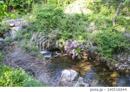 Beautiful Summer Valley Stream in a Lush Korean Forest 140516844