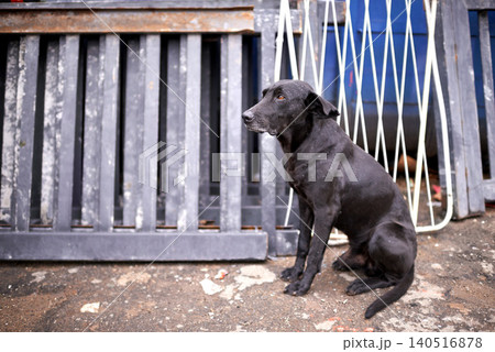Outdoor, street and abandoned dog with sad look in homeless, lost and ready for help or adoption. Domestic, pet and animal rescue for charity with need for care, support and love or protection. Outdoor, street and abandoned dog with sad look in homeless, lost and ready for help or adoption. Domestic, pet and animal rescue for charity with need for care, support and love or protection. 140516878