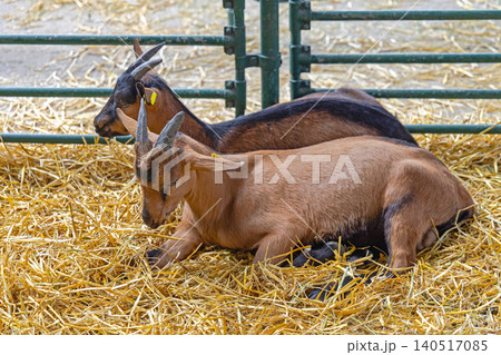 Two Brown Goats 140517085