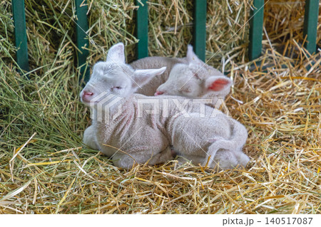 Two Newborn Lambs 140517087