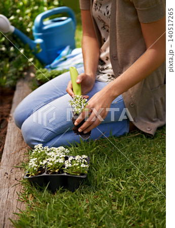 Zen, flowers and human by plant for gardening, landscaping and growth outdoor in grass, soil or nature. Sweet alyssum, shovel and gardener with vegetation in eco friendly container, box or herbs Zen, flowers and human by plant for gardening, landscaping and growth outdoor in grass, soil or nature. Sweet alyssum, shovel and gardener with vegetation in eco friendly container, box or herbs 140517265