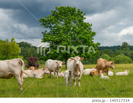 Herd of cattle with calves grazing on green pasture beneath dramatic summer clouds and countryside Herd of cattle with calves grazing on green pasture beneath dramatic summer clouds and countryside 140517334