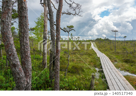Wooden boardwalk crossing Dunika Bog in Latvia under dramatic summer clouds and open wetland sky Wooden boardwalk crossing Dunika Bog in Latvia under dramatic summer clouds and open wetland sky 140517340