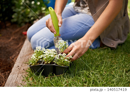 Nature, flowers and human by plant for gardening, landscaping and growth outdoor in grass, soil or backyard. Sweet alyssum, shovel and gardener with vegetation in eco friendly container, box or herbs 140517419