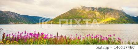 Flowers on the fjord shore. Mountain landscape. Beautiful wild nature of Norway. Senja island. Horizontal banner Flowers on the fjord shore. Mountain landscape. Beautiful wild nature of Norway. Senja island. Horizontal banner 140517466