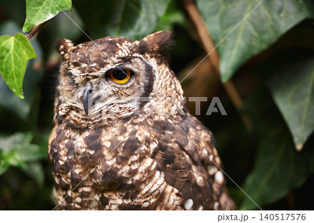 Bird, owl and relax in outdoors, nature and nocturnal animal in zoo enclosure or sanctuary. Animal, peace and calm predator in nature or forest and closeup, relax and fly creature isolated outside Bird, owl and relax in outdoors, nature and nocturnal animal in zoo enclosure or sanctuary. Animal, peace and calm predator in nature or forest and closeup, relax and fly creature isolated outside 140517576
