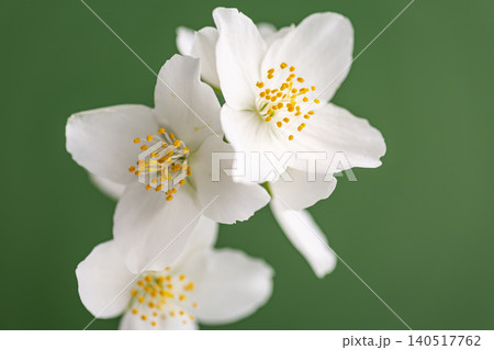 botanical jasmine flowers with copy space for design botanical jasmine flowers with copy space for design 140517762