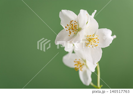 white jasmine floral arrangement on green background for advertising white jasmine floral arrangement on green background for advertising 140517763