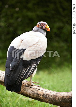 Vulture or bird, branch and nature in zoo for food, relaxation and standing in landscape. Wildlife, carnivore animal or bird with feathers in outside environment with wooden and grass in countryside 140517831