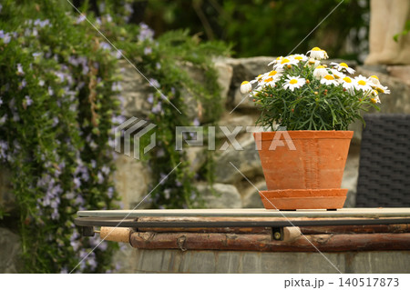 A terracotta pot with blooming white daisies stands on a wooden table in a green garden. A terracotta pot with blooming white daisies stands on a wooden table in a green garden. 140517873