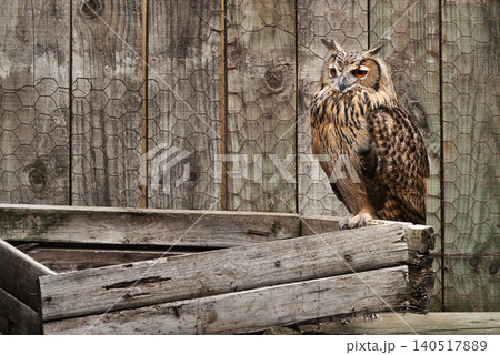 Animal, zoo and wood with owl in nature for environment, wildlife and predator. Farm, endangered species and habitat with bird in outdoors of park sanctuary for curious, mammal and exotic aviary Animal, zoo and wood with owl in nature for environment, wildlife and predator. Farm, endangered species and habitat with bird in outdoors of park sanctuary for curious, mammal and exotic aviary 140517889