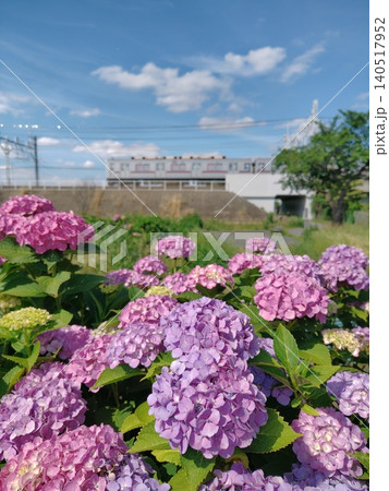 埼玉県の川沿いに咲く紫陽花と電車の風景 埼玉県の川沿いに咲く紫陽花と電車の風景 140517952
