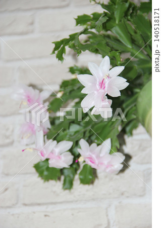 White and pink Christmas cactus Schlumbergera blooming against white brick wall White and pink Christmas cactus Schlumbergera blooming against white brick wall 140518171