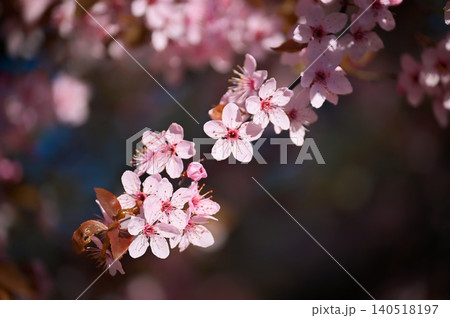 Sakura Cherry Blossom Bloom Pink Spring Nature Flowers Sakura Cherry Blossom Bloom Pink Spring Nature Flowers 140518197