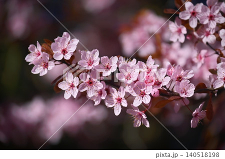 Sakura Cherry Blossom Bloom Pink Spring Nature Flowers 140518198