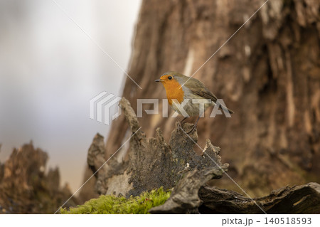 European Robin, Erithacus rubecula, orange songbird perched on tree trung with nice autumn background. Nice bird in the nature habitat European Robin, Erithacus rubecula, orange songbird perched on tree trung with nice autumn background. Nice bird in the nature habitat 140518593