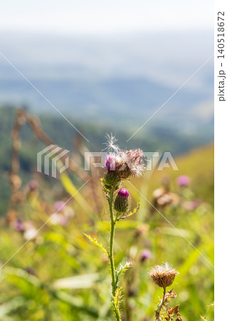 Carduus plant with purple flowers, family Asteraceae, and the tribe Cardueae. 140518672
