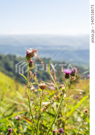 Carduus plant with purple flowers, family Asteraceae, and the tribe Cardueae. 140518673