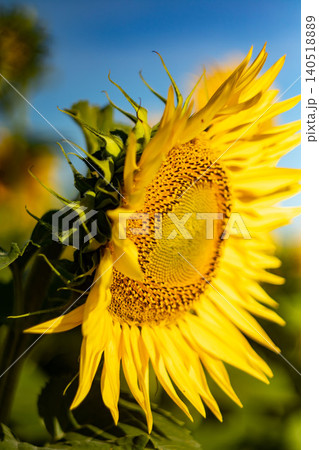 Sunflower extreme closeup disc petals green bract detail Sunflower extreme closeup disc petals green bract detail 140518889