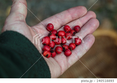 Hand holding freshly picked wild hawthorn red berries Hand holding freshly picked wild hawthorn red berries 140518893