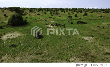 Drone Footage Shows Herds Migrating Across Expansive Grasslands With Dust Clouds And Scattered Trees. Media Drone Footage Shows Herds Migrating Across Expansive Grasslands With Dust Clouds And Scattered Trees. Media 140519126